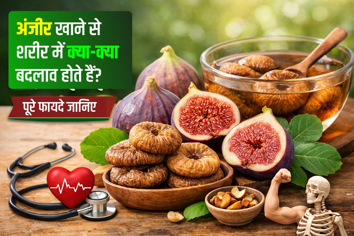 You are currently viewing अंजीर खाने से शरीर में क्या-क्या बदलाव होते हैं? पूरे फायदे जानिए