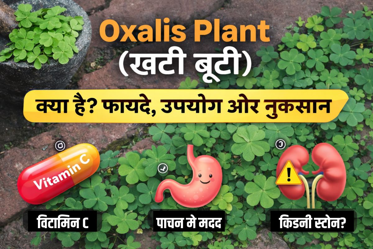 Read more about the article Oxalis Plant (खट्टी बूटी) क्या है? जानिए इसके फायदे, उपयोग और नुकसान